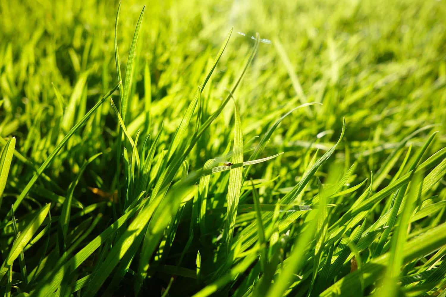 idealny trawnik na śląsku 