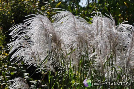 zakladanie ogrodow slask myszkow