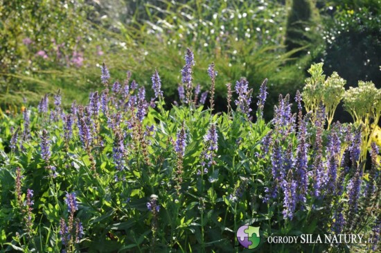 projektowanie ogrodow zawiercie myszkow