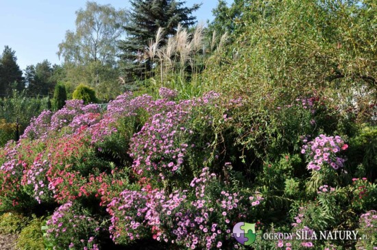 zakladanie ogrodow dabrowa gornicza sosnowiec gliwice