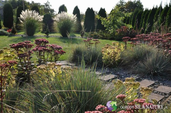 ogrod preriowy slask katowice projektowanie ogrodow katowice