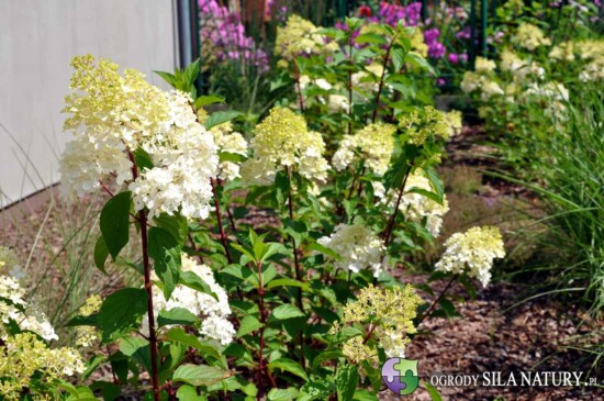 projektowanie ogrodow czestochowa