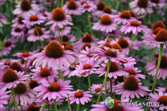 ogrod bylinowy katowice slask projektowanie ogrodow katowice