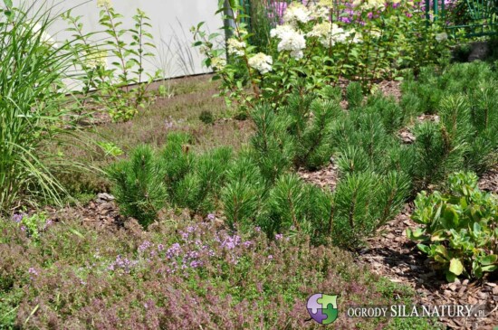 projektowanie ogrodow zawiercie