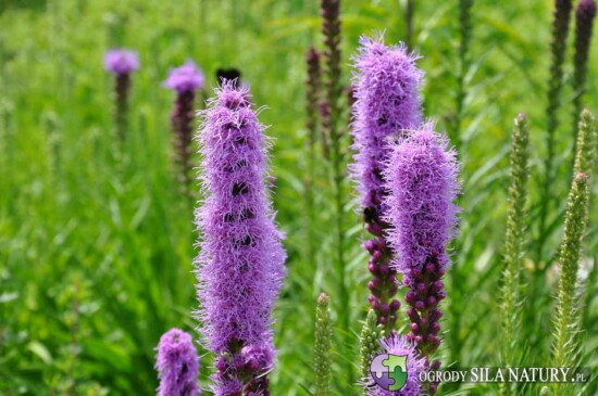 zakladanie projektowanie ogrodow na slasku