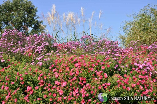 zakladanie ogrodow zaglebie