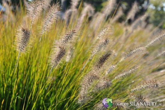 projektowanie ogrodow czestochowa