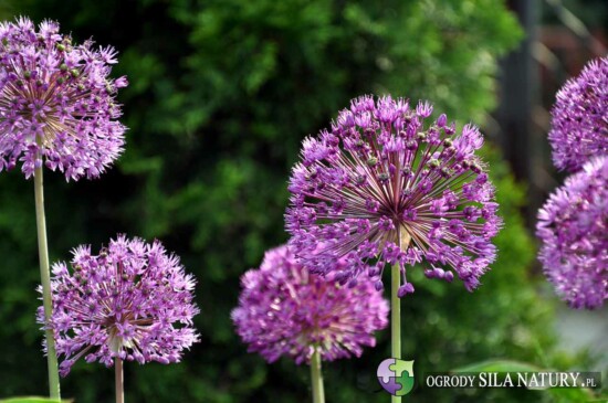 ogrod bylinowy slask tychy