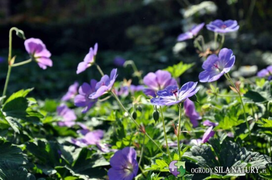 zakladanie ogrodow zawiercie myszkow