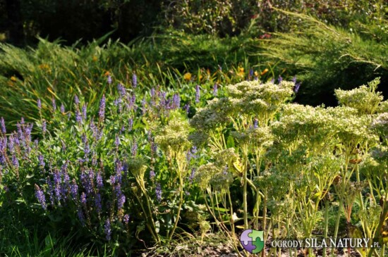 ogrod swobodny slask zaglebie katowice