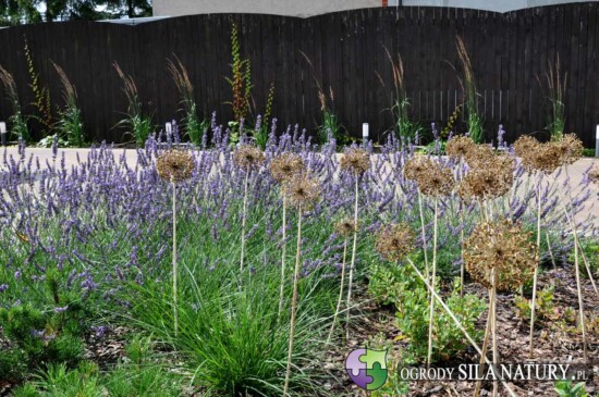 zakladanie ogrodow zawiecie myszkow