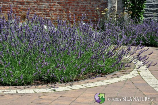 architektura krajobrazu slask katowice