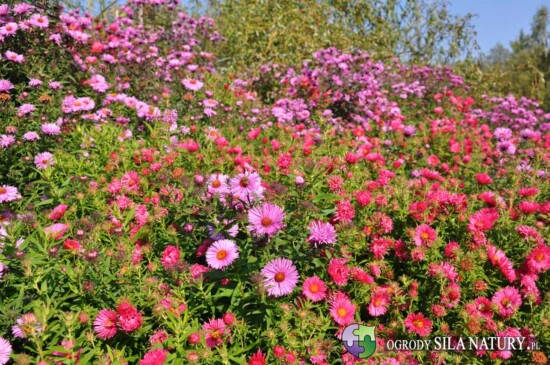 projektowanie ogrodow slask tarnowskie gory