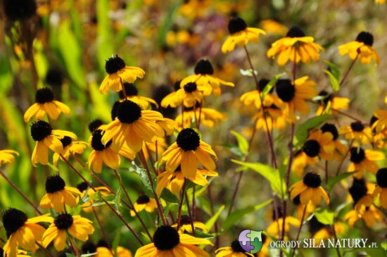 zakladanie ogrodow czestochowa
