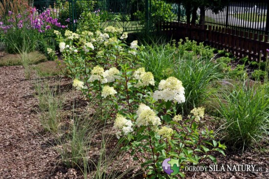 ogrod nowoczesny slask i zaglebie