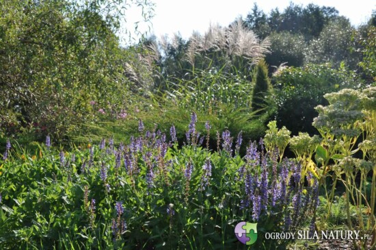 projektowanie ogrodow katowice czestochowa