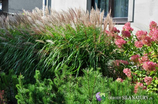 architekt-krajobrazu-sosnowiec