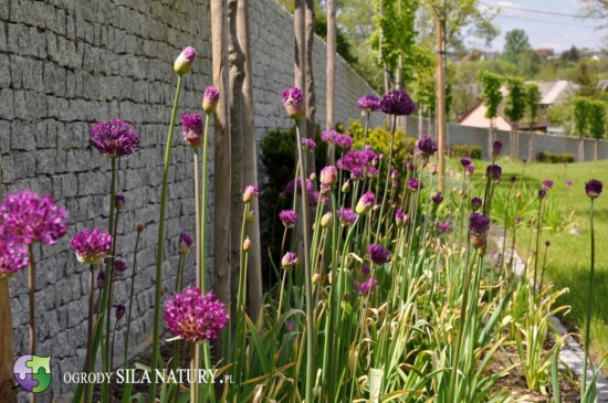 projekt-ogrod-nowoczesny-dabrowa-gornicza